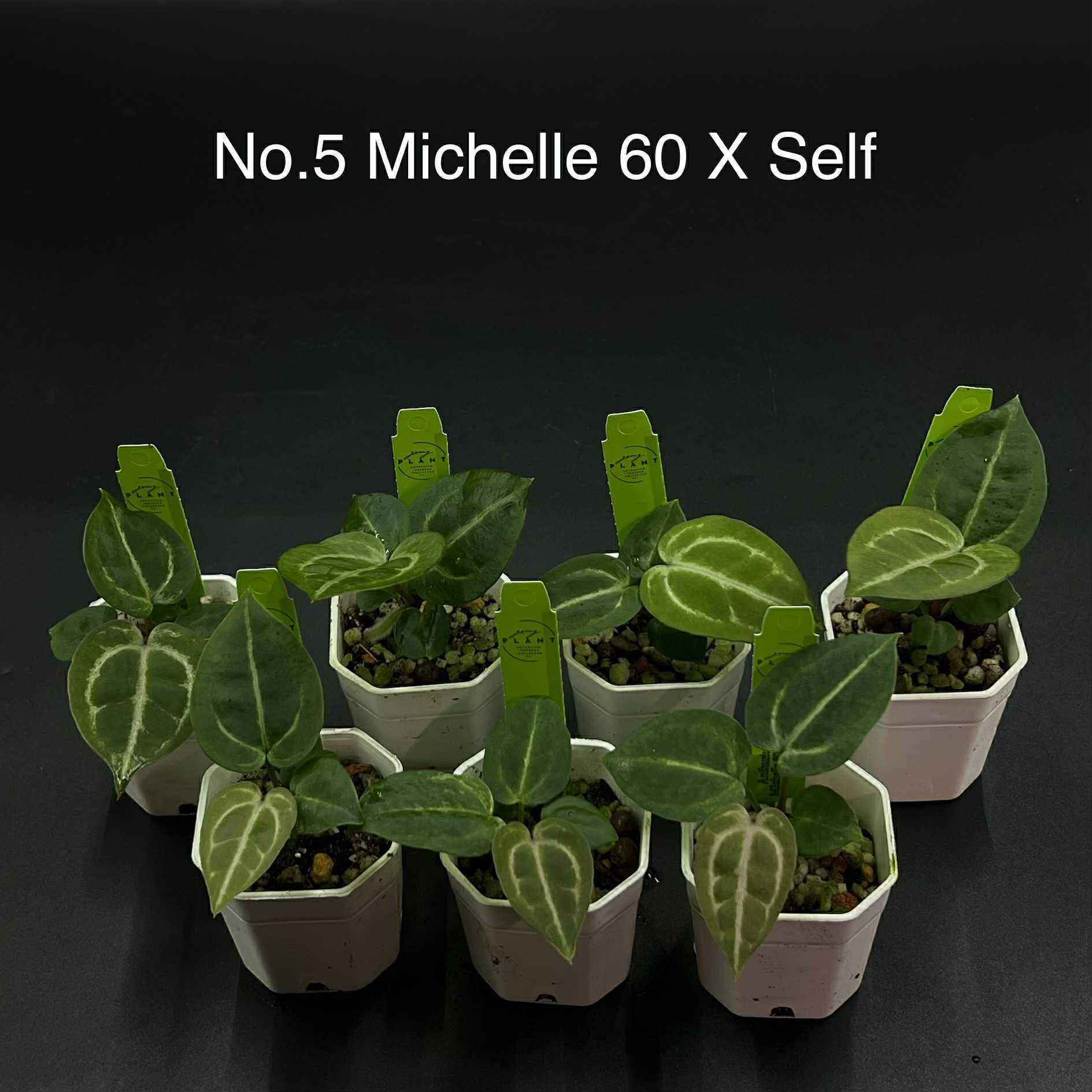 Rare Plant pre orders from Fuzzy Roots