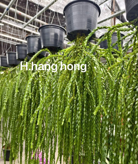 Rare Plant pre orders from Fuzzy Roots