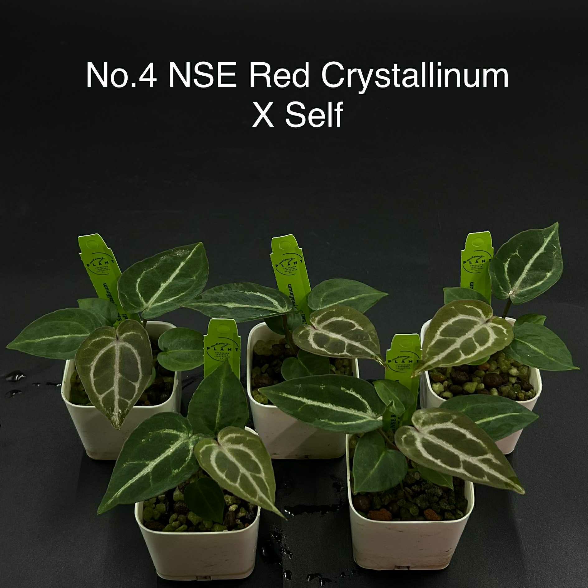 Rare Plant pre orders from Fuzzy Roots