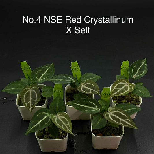 Rare Plant pre orders from Fuzzy Roots