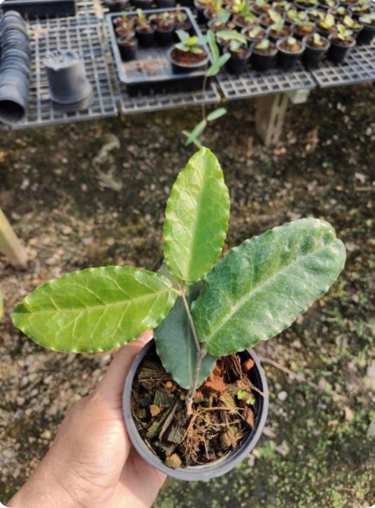 Rare Plant pre orders from Fuzzy Roots