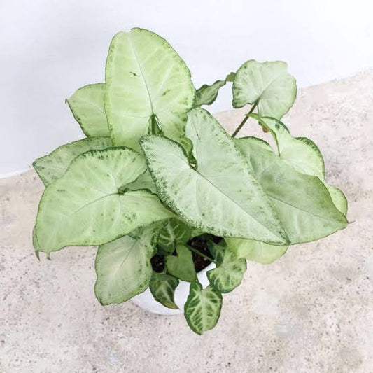 Rare Plant pre orders from Fuzzy Roots