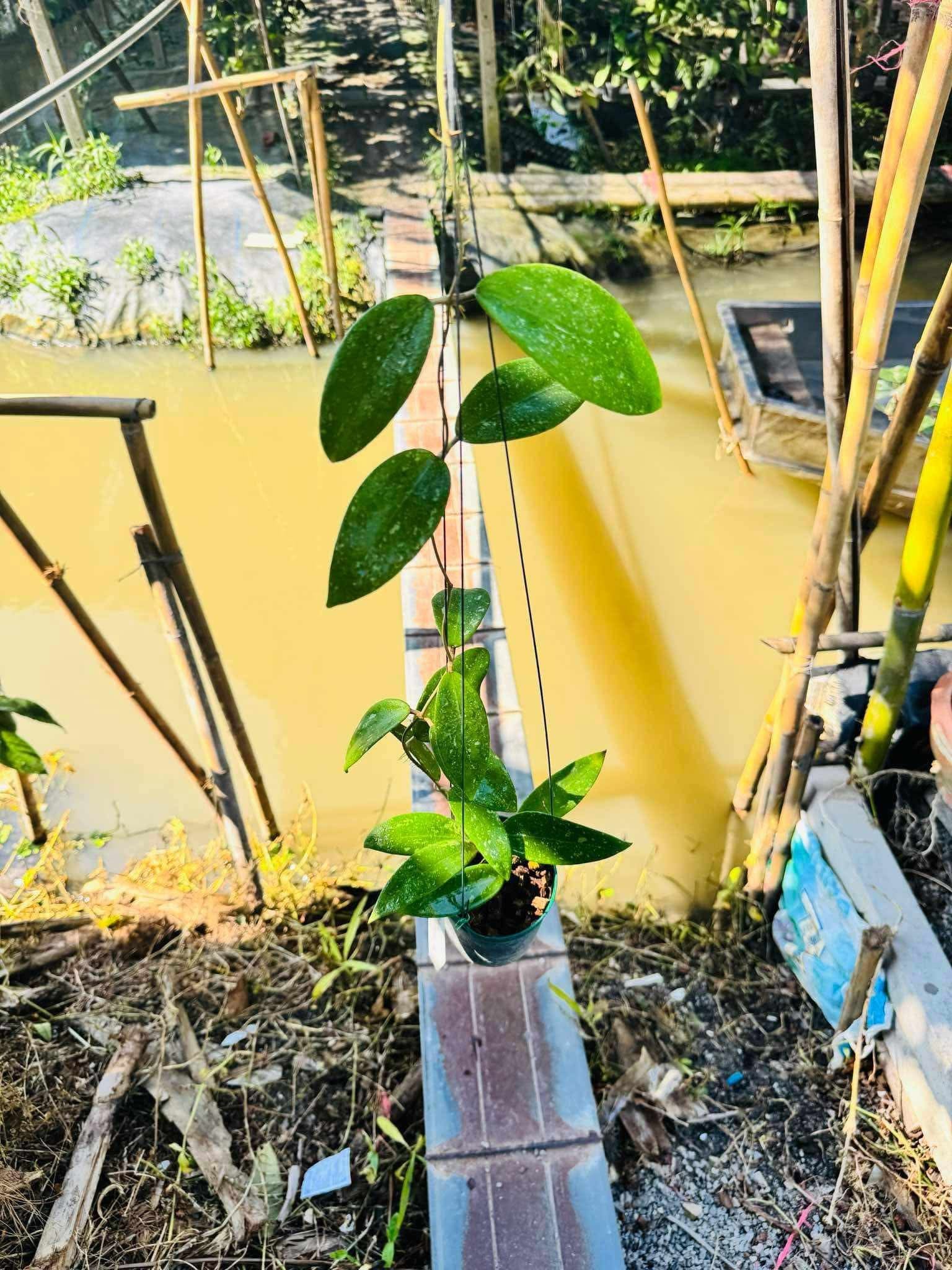 Rare Plant pre orders from Fuzzy Roots