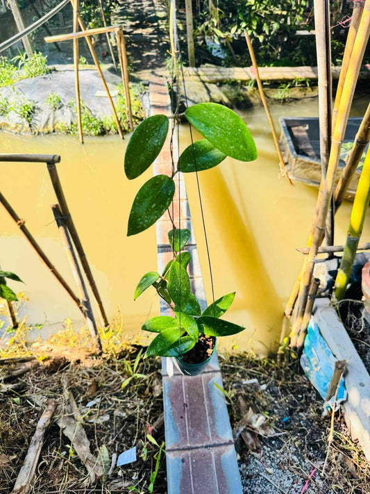 Rare Plant pre orders from Fuzzy Roots