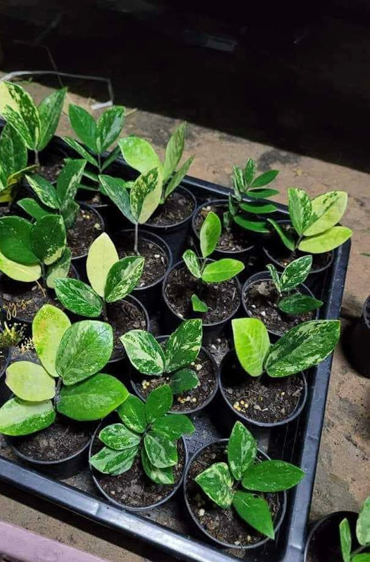 Rare Plant pre orders from Fuzzy Roots