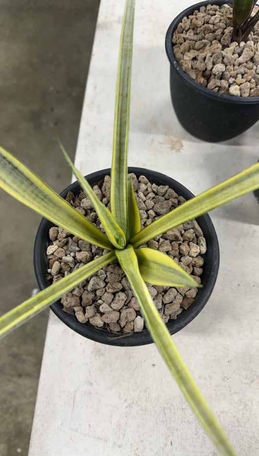 Rare Plant pre orders from Fuzzy Roots
