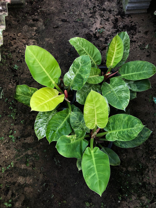 Rare Plant pre orders from Fuzzy Roots