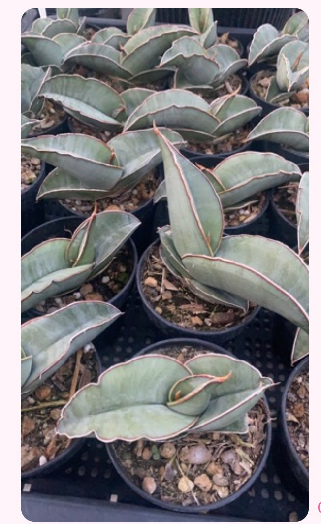 Rare Plant pre orders from Fuzzy Roots