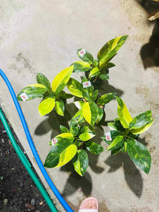 Rare Plant pre orders from Fuzzy Roots