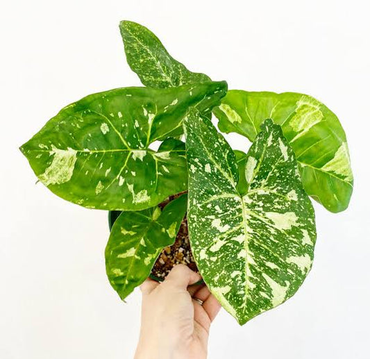 Rare Plant pre orders from Fuzzy Roots