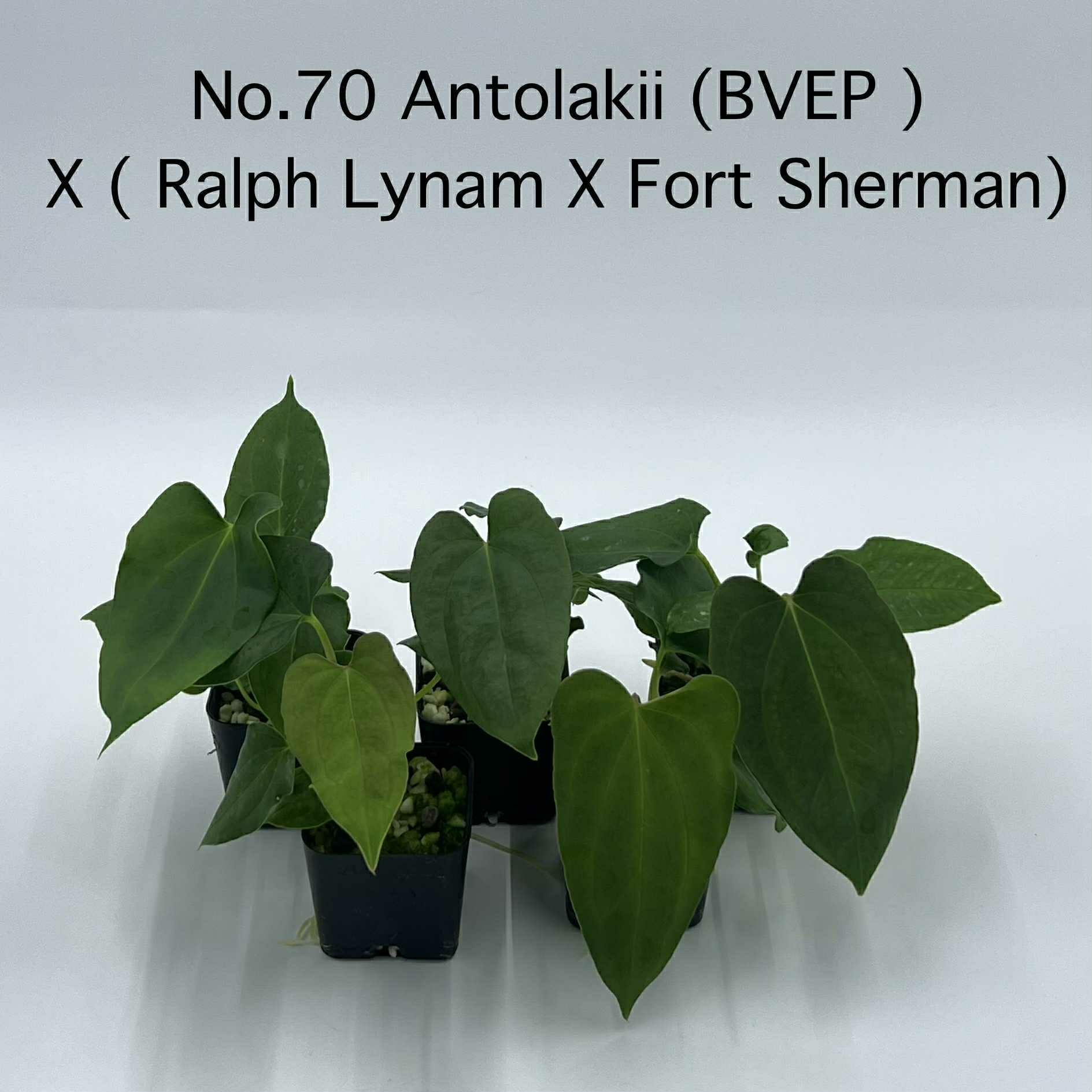 Rare Plant pre orders from Fuzzy Roots