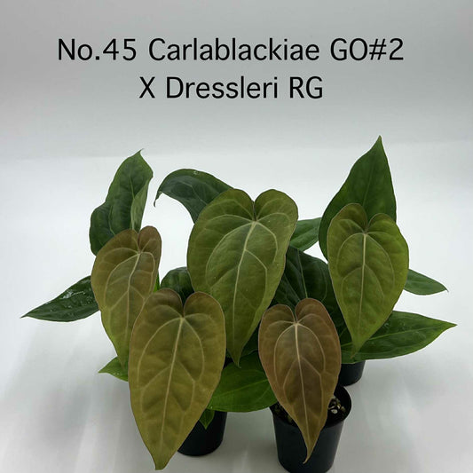 Rare Plant pre orders from Fuzzy Roots