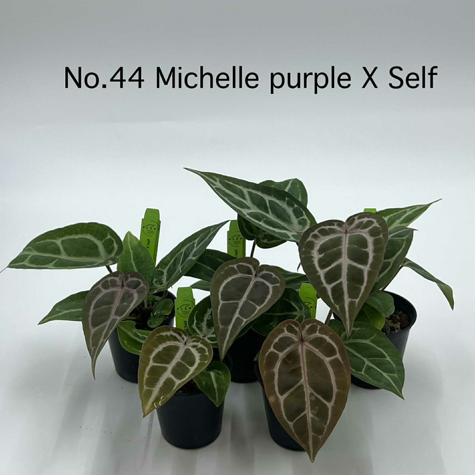 Rare Plant pre orders from Fuzzy Roots