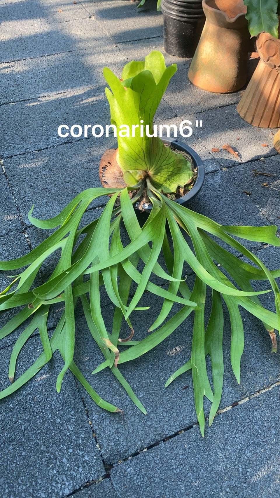 Platycerium (Pre-Orders) – Fuzzy Roots