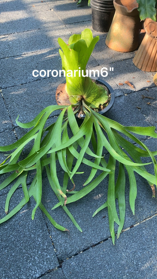 Rare Plant pre orders from Fuzzy Roots