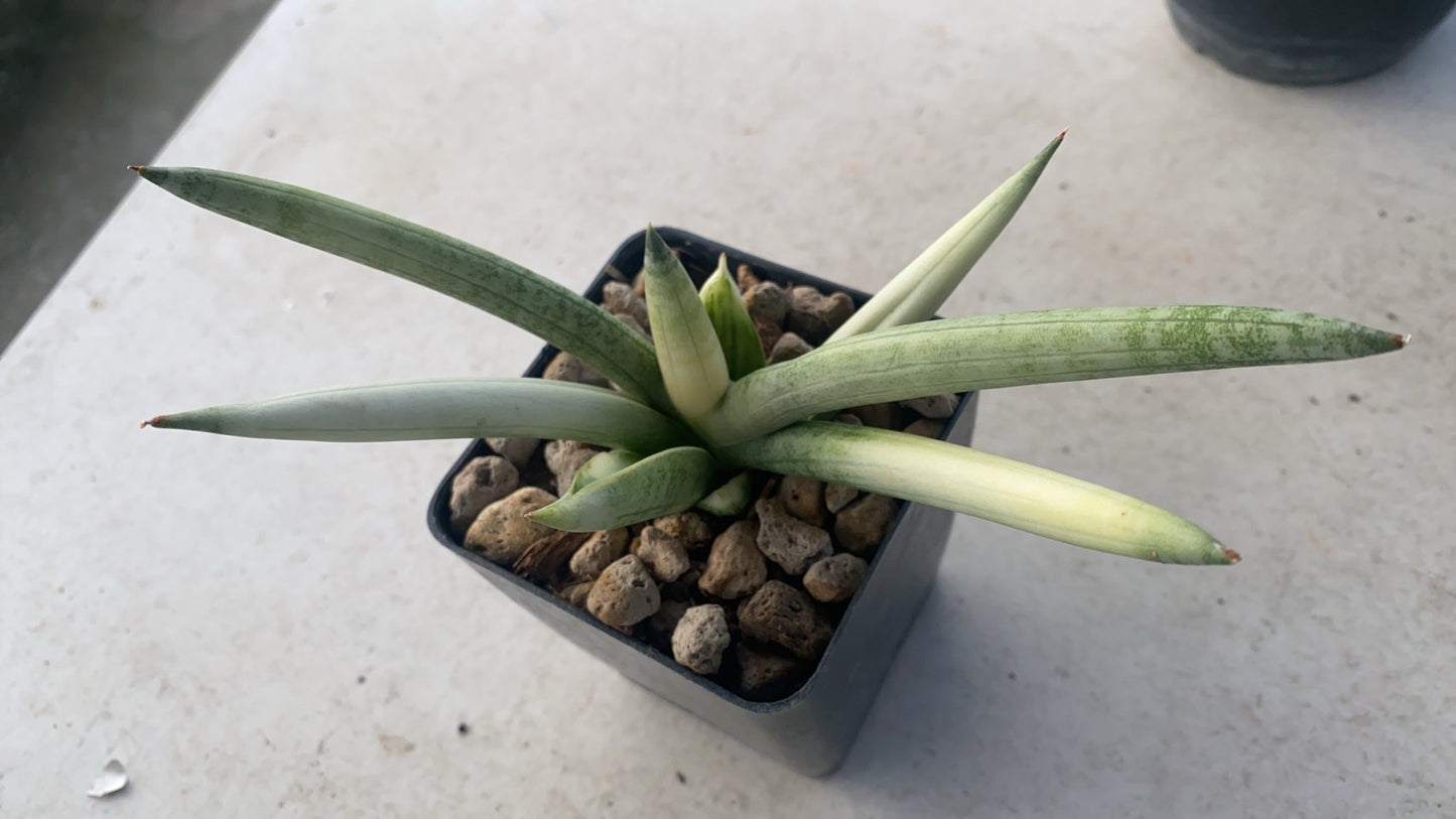 Rare Plant pre orders from Fuzzy Roots