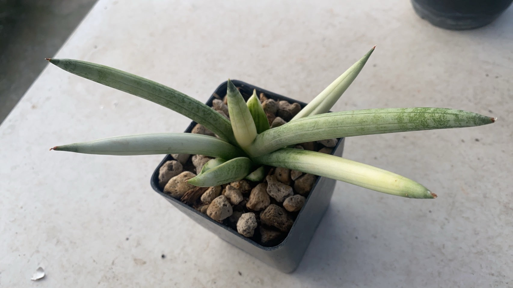 Rare Plant pre orders from Fuzzy Roots