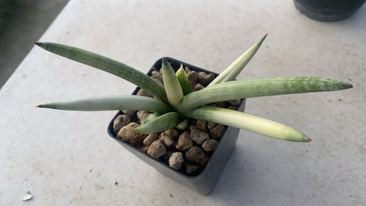 Rare Plant pre orders from Fuzzy Roots