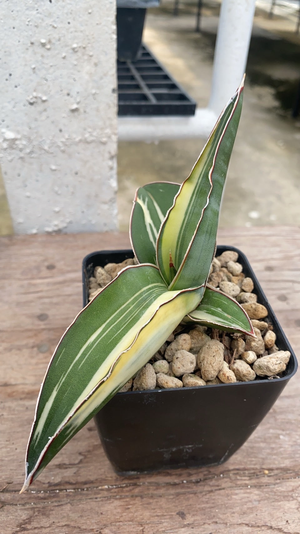 Rare Plant pre orders from Fuzzy Roots