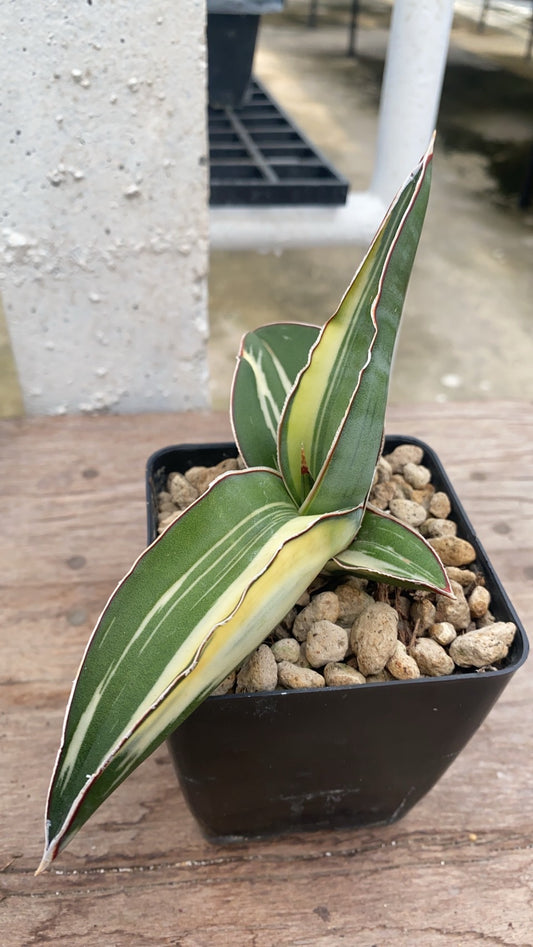 Rare Plant pre orders from Fuzzy Roots