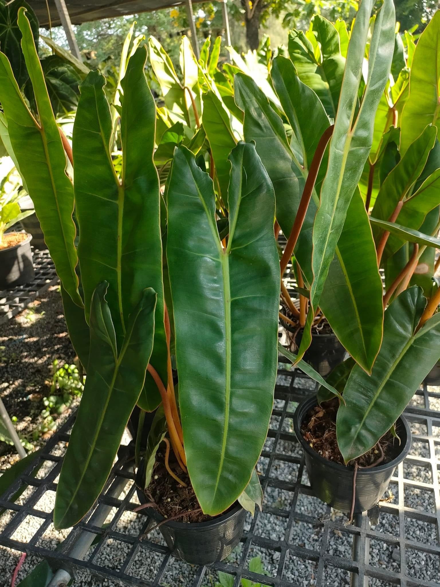 Rare Plant pre orders from Fuzzy Roots