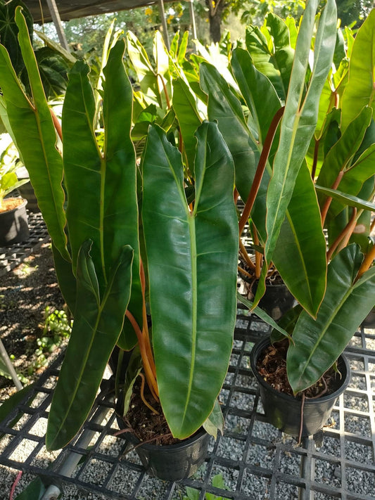 Rare Plant pre orders from Fuzzy Roots