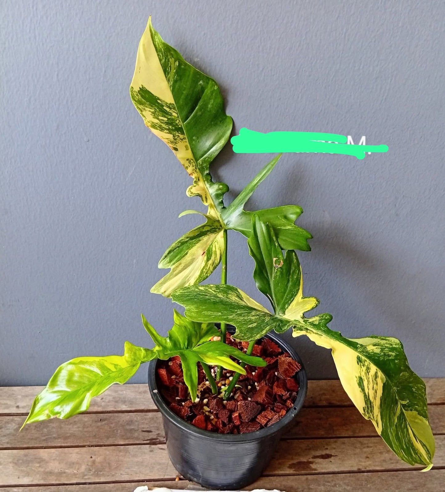 Rare Plant pre orders from Fuzzy Roots