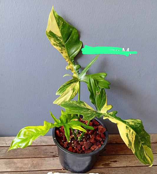 Rare Plant pre orders from Fuzzy Roots