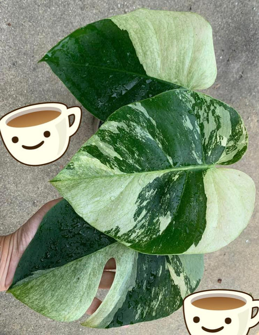 Rare Plant pre orders from Fuzzy Roots