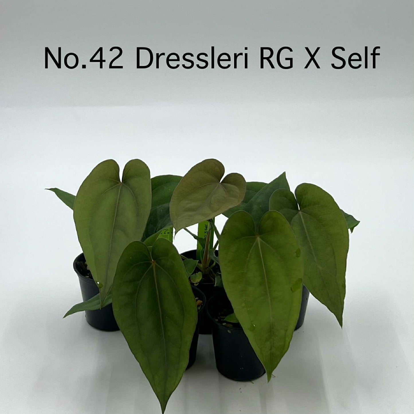Rare Plant pre orders from Fuzzy Roots
