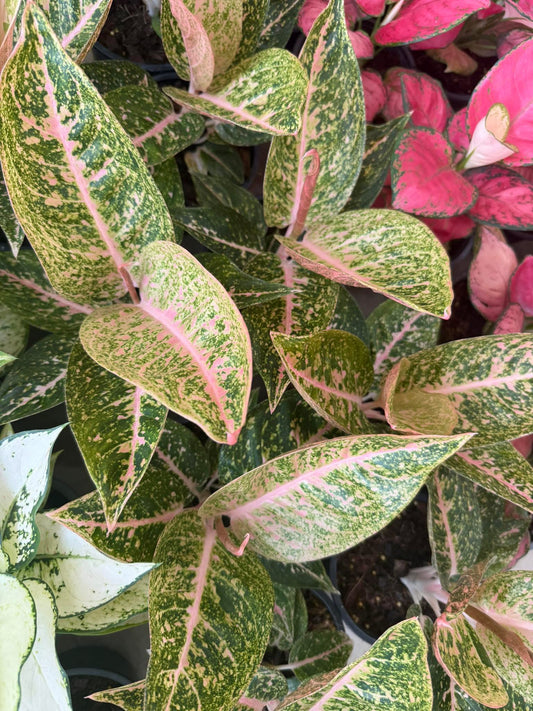 Rare Plant pre orders from Fuzzy Roots