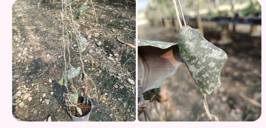 Rare Plant pre orders from Fuzzy Roots