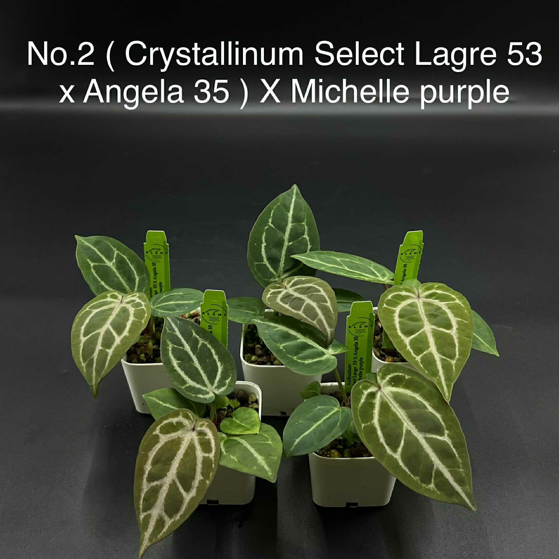 Crystallinum Select Large 53 × Angela 35