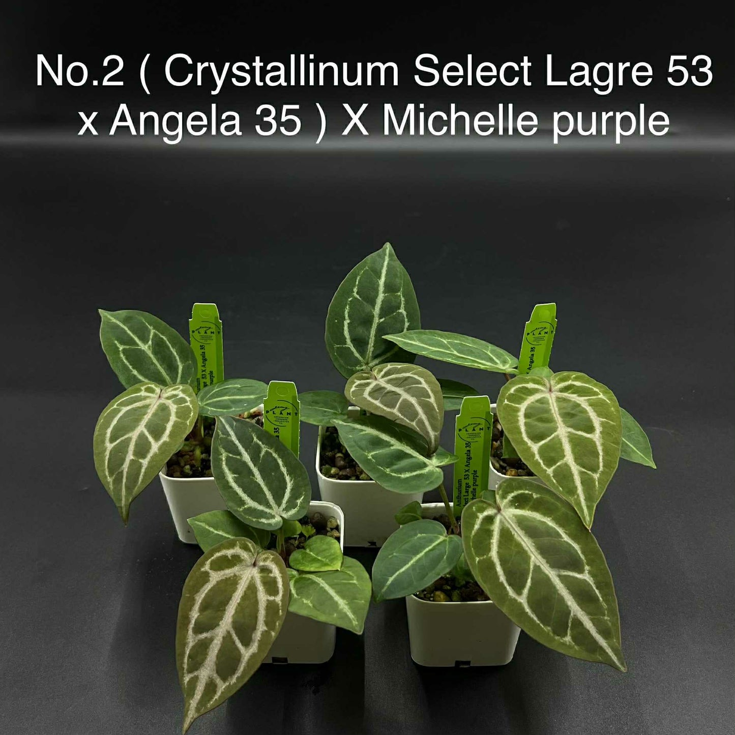 Rare Plant pre orders from Fuzzy Roots