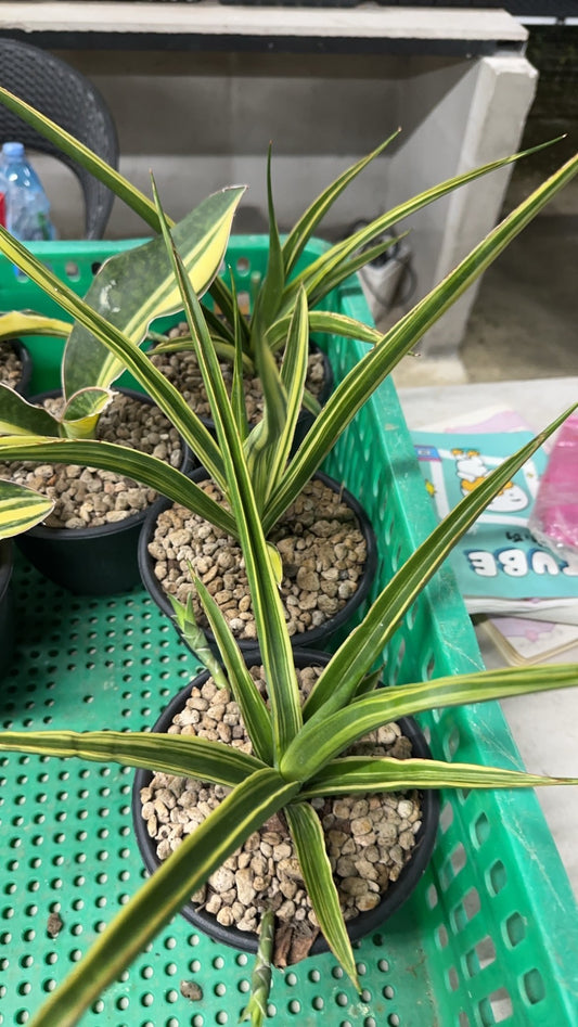 Rare Plant pre orders from Fuzzy Roots