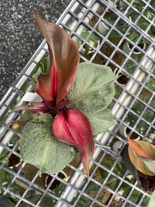 Rare Plant pre orders from Fuzzy Roots