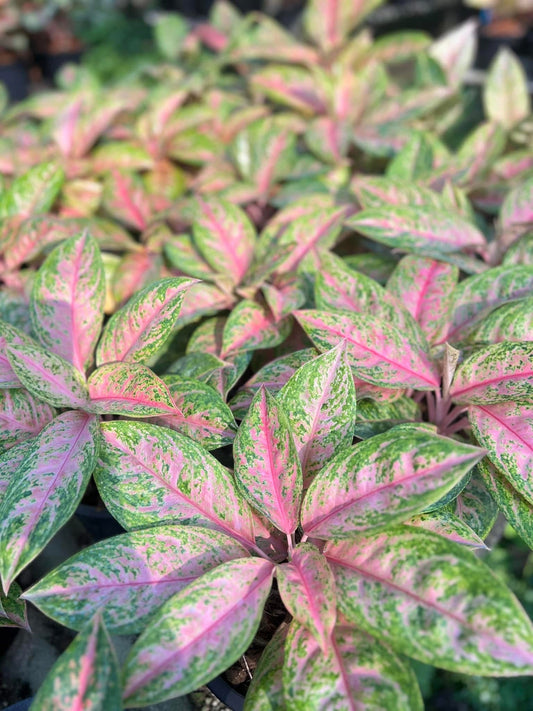 Rare Plant pre orders from Fuzzy Roots