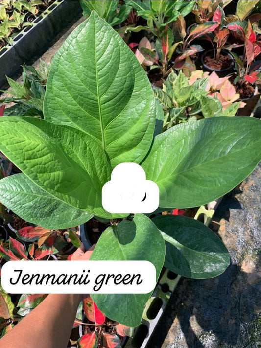 Rare Plant pre orders from Fuzzy Roots