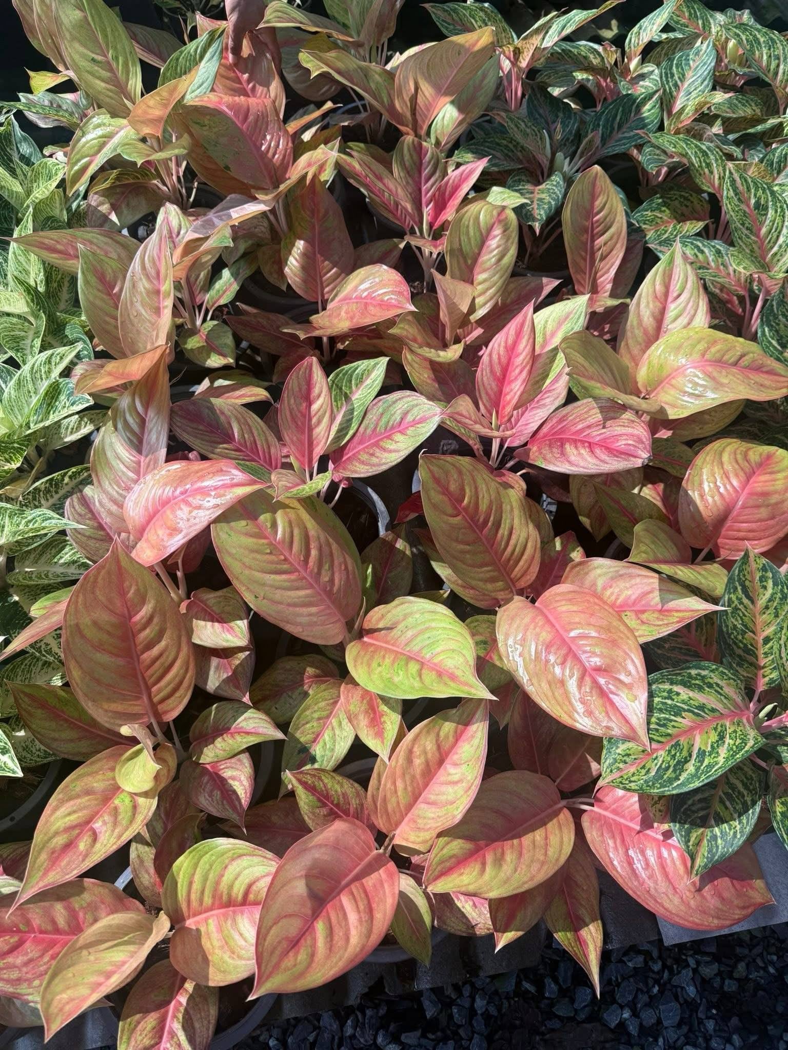 Rare Plant pre orders from Fuzzy Roots