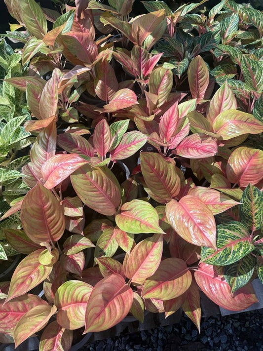 Rare Plant pre orders from Fuzzy Roots