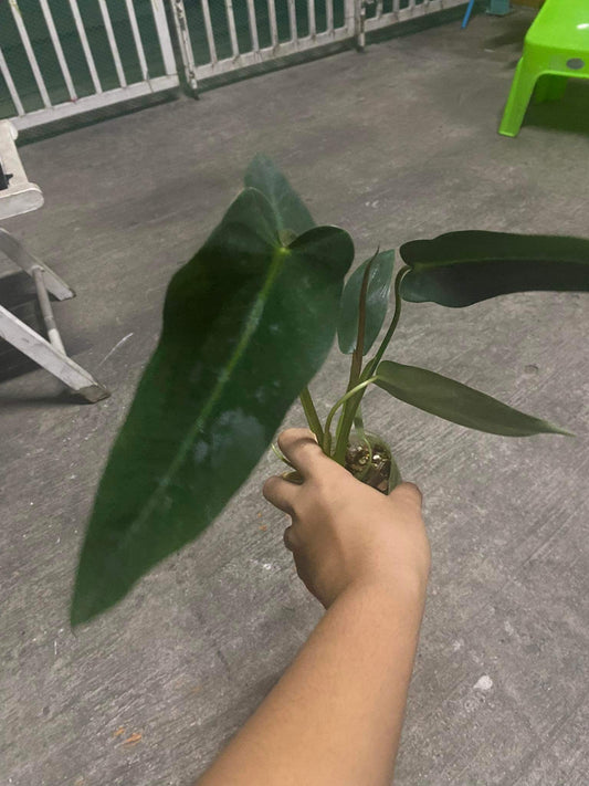 Rare Plant pre orders from Fuzzy Roots