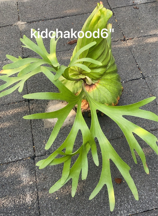Rare Plant pre orders from Fuzzy Roots