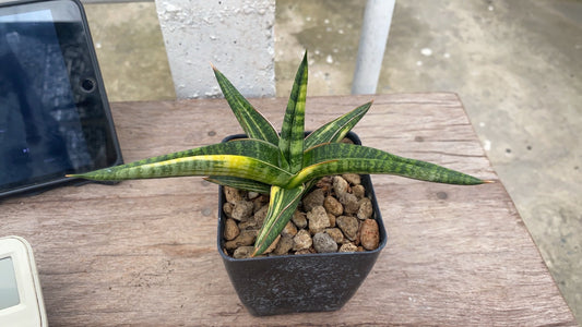 Rare Plant pre orders from Fuzzy Roots