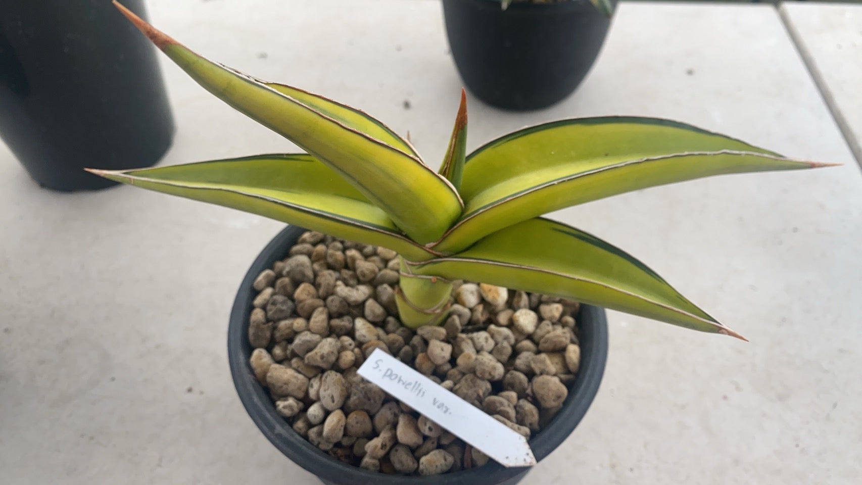 Rare Plant pre orders from Fuzzy Roots