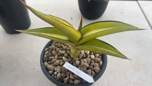 Rare Plant pre orders from Fuzzy Roots