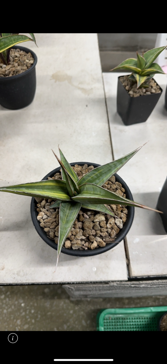 Rare Plant pre orders from Fuzzy Roots