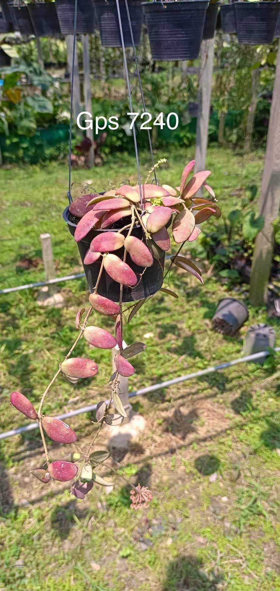 Rare Plant pre orders from Fuzzy Roots
