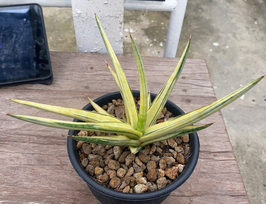 Rare Plant pre orders from Fuzzy Roots