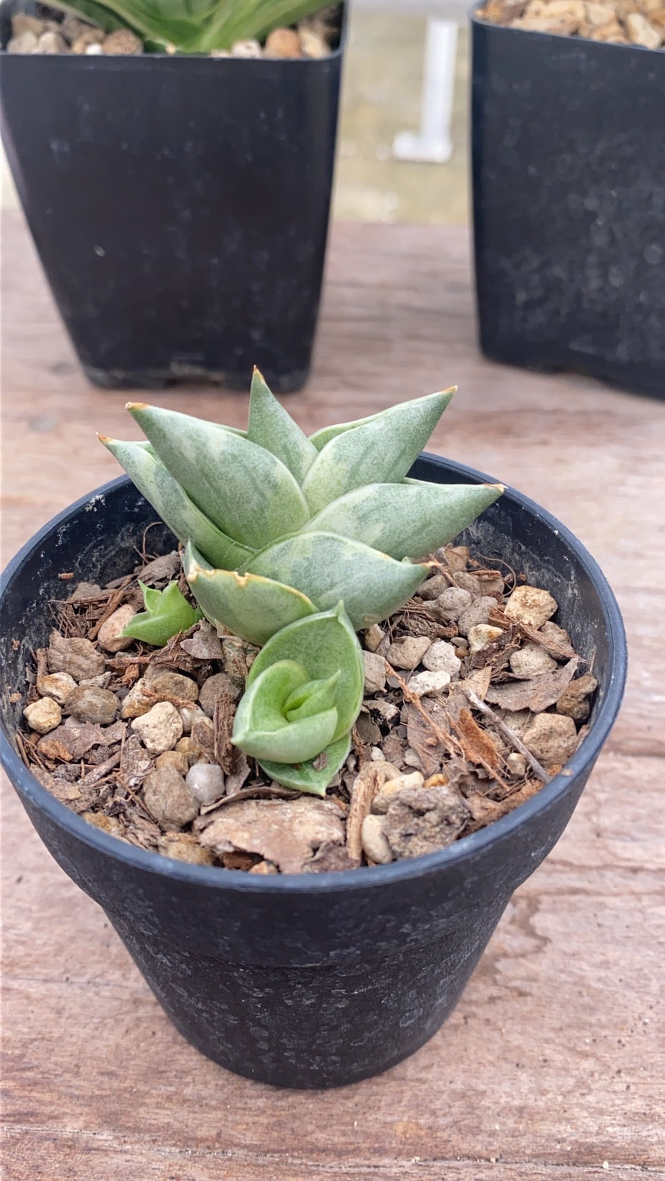 Rare Plant pre orders from Fuzzy Roots