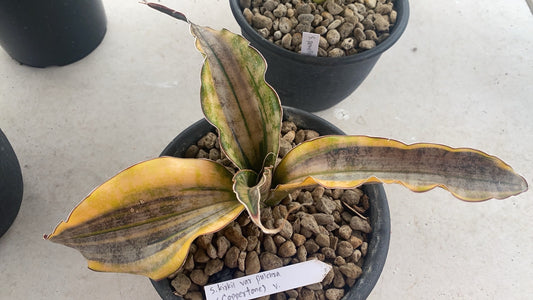 Rare Plant pre orders from Fuzzy Roots